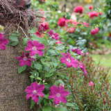 Popínavé rostliny na plot: rychle rostoucí, vytrvalé, zimovzdorné